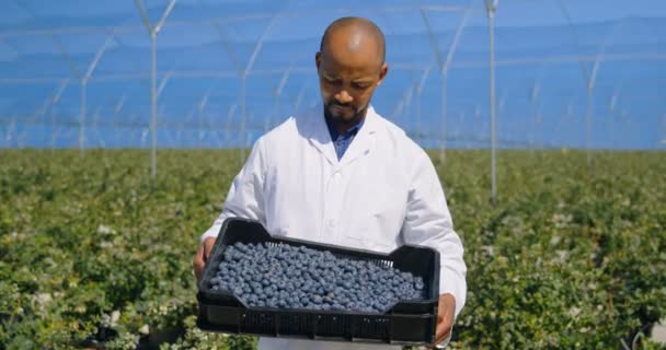 Portrait Mixed Race Man Holding Blueberries Crate Sunny Day Greenhouse — Stock Video