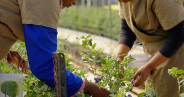 Yaban mersini blueberry çiftlik toplama üzerine konsantre etnik kadın işçilerin yan görünüm. Yavaş çekimde