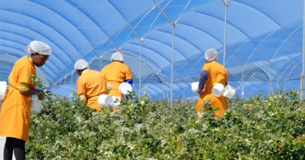 Weite Aufnahmen Von Arbeiterinnen Die Einer Heidelbeerfarm Blaubeeren Pflücken Ethnische — Stockvideo