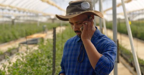 ブルーベリー農園の温室で携帯電話で話している帽子を持つ混血男 下へ見ている深刻です — ストック動画
