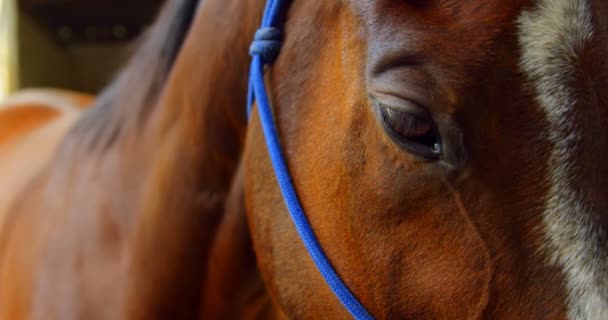 馬ストック動画 ロイヤリティフリー馬動画 Depositphotos 馬ストック動画 ロイヤリティフリー馬動画 Depositphotos