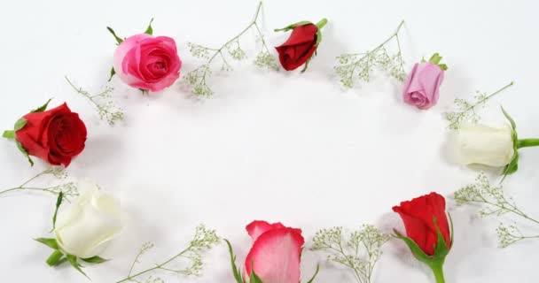 Rose Rosse Bianche Rosa Superficie Bianca Formazione Circolare Concetto Giorno — Video Stock