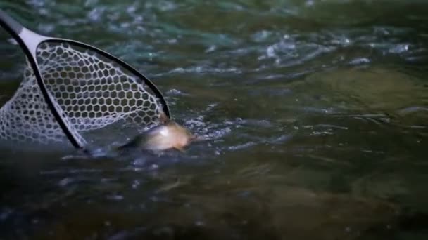 在流水中捕捉到的贝克曼网中的河豚特写镜头 漂浮在溪水中的鱼4K — 图库视频影像