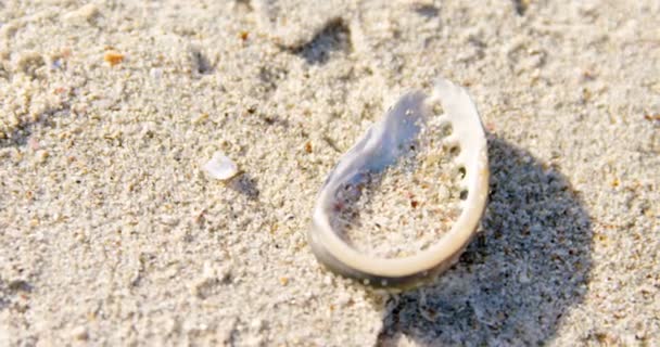 Närbild Seashell Stranden Solig Dag Sand Seashell — Stockvideo