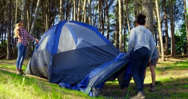Przyjaciele Ustawienie Namiot Lesie Słoneczny Dzień Przyjaciele Camping Lesie — Wideo stockowe