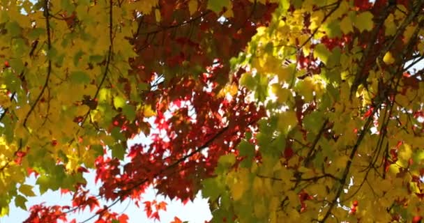 Nahaufnahme Von Herbstblättern Schöne Herbstblätter Einem Sonnigen Tag — Stockvideo