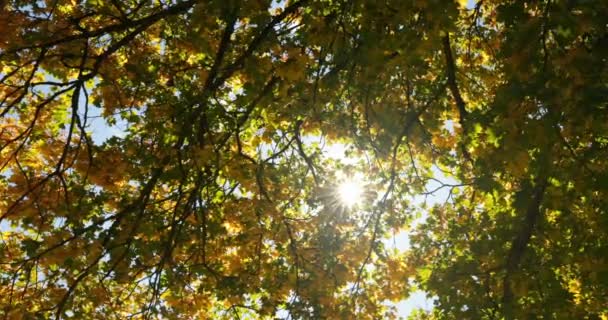 Χαμηλή Γωνία Προβολής Του Φθινοπώρου Φύλλα Κίτρινο Φθινόπωρο Φύλλα Μια — Αρχείο Βίντεο