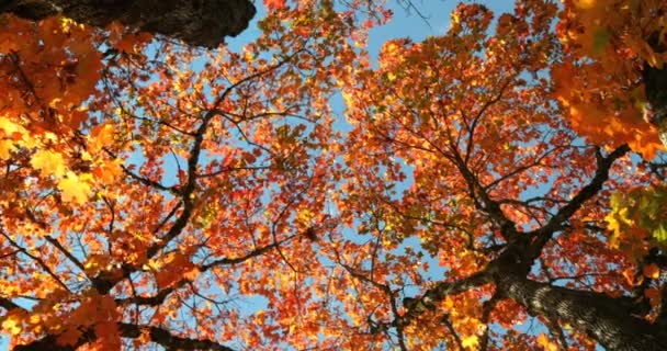 Low Angle View Autumn Leaves Orange Autumn Leaves Sunny Day — Stock Video