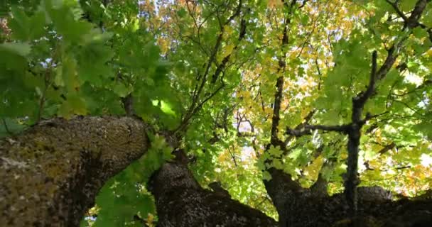 Blick Auf Die Herbstblätter Niedrigen Winkel Grüne Herbstblätter Einem Sonnigen — Stockvideo