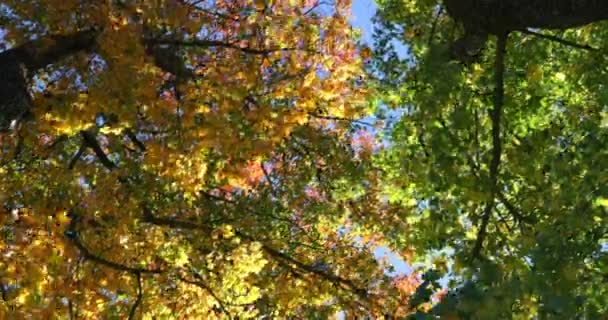 Lage Hoekmening Van Herfstbladeren Prachtige Herfstbladeren Een Zonnige Dag — Stockvideo