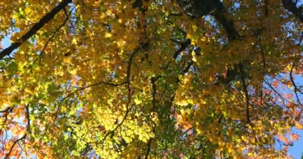 Sudut Pandang Rendah Daun Musim Gugur Musim Gugur Kuning Daun — Stok Video