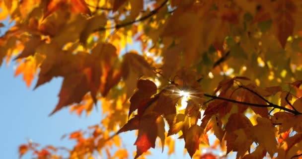 Primer Plano Las Hojas Otoño Hojas Naranjas Otoño Día Soleado — Vídeo de stock