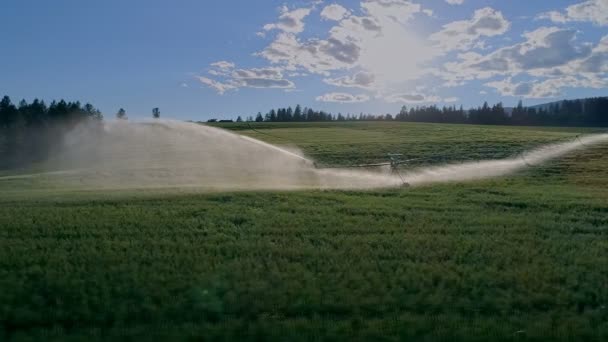 Irrigation Sprinkler Spraying Water Farm Field Automatic Watering Field — Stock Video