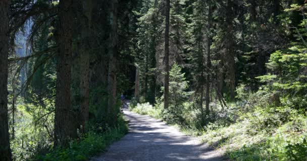 Vista Frontal Jovem Casal Caminhante Caucasiano Com Mochilas Caminhadas Floresta — Vídeo de Stock