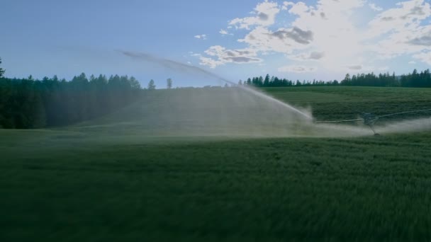 潅漑のスプリンクラーは 圃場に水を吹きかけます フィールドの水遣りは自動 — ストック動画