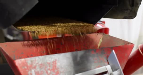 倉庫で小麦脱穀機の高角度のビュー マシン で小麦粒 — ストック動画