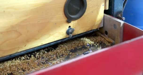 Vue Angle Élevé Batteuse Blé Entrepôt Grains Blé Dans Une — Video