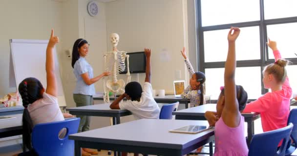 小学校の机に座りながら 学童達の多様なグループのグループの背面図 スケルトンモデル4K についての女性教師指導 — ストック動画