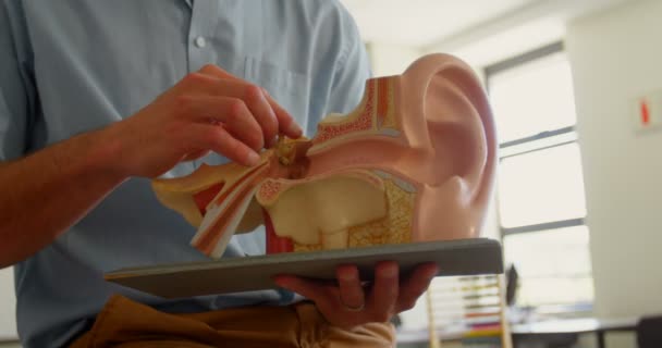 Mid Deel Van Kaukasische Mannelijke Leraar Bedrijf Anatomisch Model Klas — Stockvideo