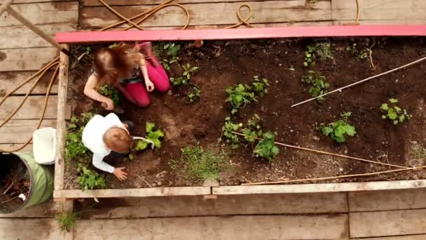 庭に植えられた白人の兄弟の高い角度の眺め 掘ってる — ストック動画