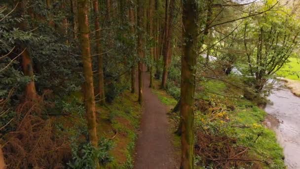 Vue en angle élevé de l'homme caucasien faisant du vélo sur un sentier entouré d'arbres dans la forêt. 4k 