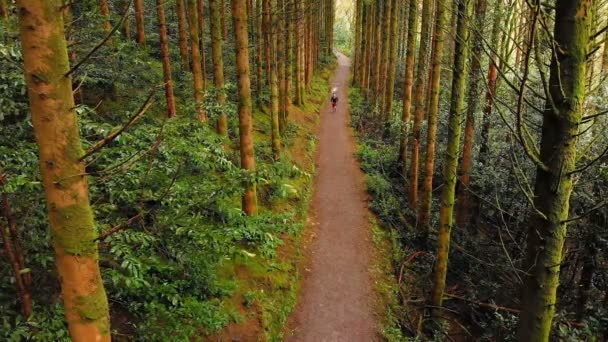 Hög Vinkel Bild Kaukasisk Man Jogging Väg Omgiven Träd Skogen — Stockvideo