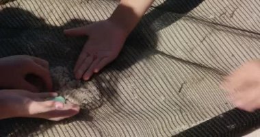 Güneşli bir günde plajı temizleyen Kafkasyalı gönüllüleri kapatın. Atık maddeleri kum 4k 'den ayırıyorlar.