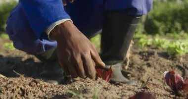 Genç bir Afrikalı Amerikalı erkek çiftçinin portresi organik tarım alanında, ekinleri kontrol ediyor ve kameraya gülümsüyor.
