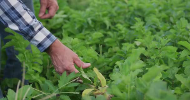 Вид Збоку Середині Секції Зрілого Чоловічого Фермера Органічному Аграрному Полі — стокове відео