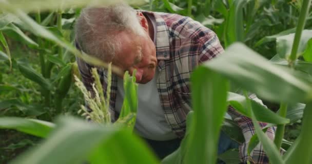 유기농 분야에서 성숙한 농부의 웅크리고 옥수수를 — 비디오
