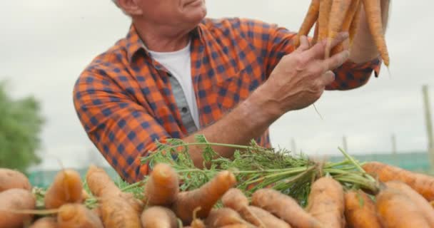 一个成熟的白人男性农民在有机农业领域 拿着一串胡萝卜的正面视图 — 图库视频影像
