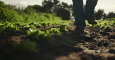 Organik tarım alanında olgun bir Kafkas erkek çiftçinin ön görünüm düşük bölümü, kameraya yürüme