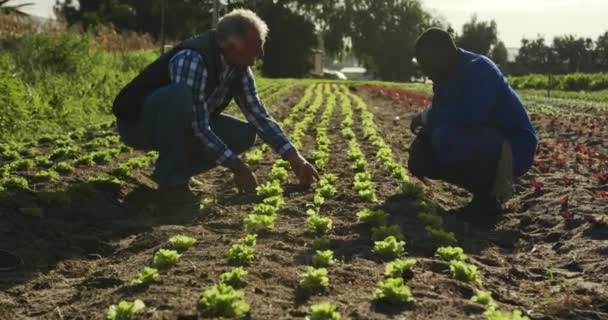 Vista Lateral Caucásico Maduro Joven Agricultor Afroamericano Campo Agrícola Orgánico — Vídeos de Stock