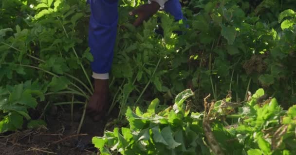 Vista Frontale Giovane Agricoltore Afroamericano Maschio Campo Agricolo Biologico Tirando — Video Stock