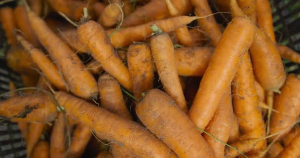 Zbliżenie Świeżo Wyciągniętych Ziemi Marchwi Pudełku Ekologicznej Farmie — Wideo stockowe