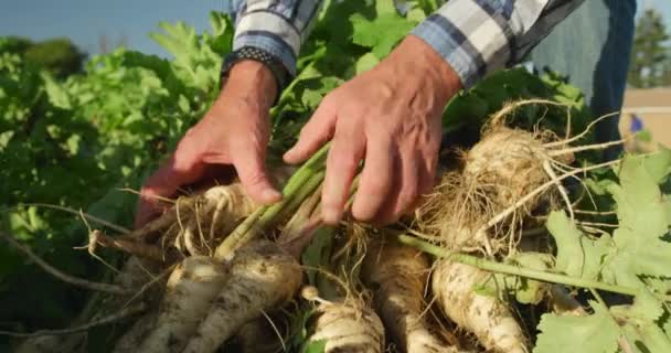 Framsidan Mitten Delen Mogen Kaukasiska Manliga Jordbrukare Ekologisk Jordbruksmark Som — Stockvideo