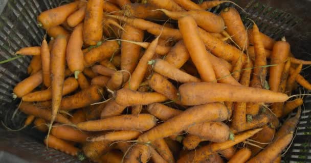 Κοντά Στα Φρεσκοτραβημένα Καρότα Ένα Κουτί Ένα Βιολογικό Αγρόκτημα — Αρχείο Βίντεο