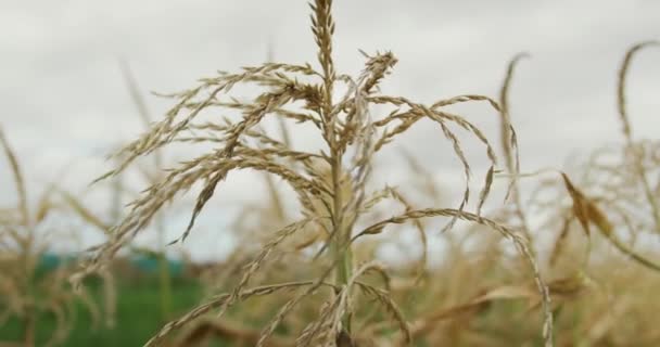 Zbliżenie Kukurydzy Gospodarstwo Ekologiczne — Wideo stockowe