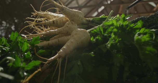 Primer Plano Chirivías Recién Sacadas Del Suelo Lavadas Una Granja — Vídeos de Stock