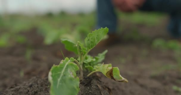 Vista Frontal Parte Média Agricultor Masculino Caucasiano Maduro Campo Agrícola — Vídeo de Stock
