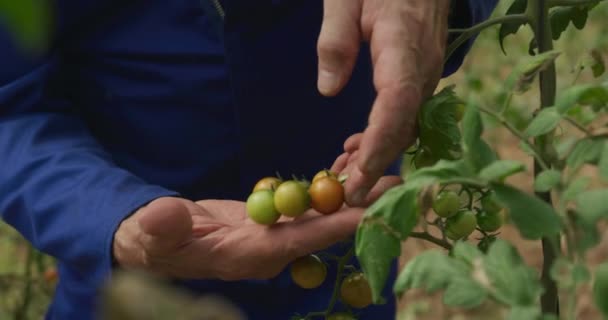 Pohled Střední Úsek Vyzrálého Kavkazského Farmáře Organickém Statku Který Kontroluje — Stock video