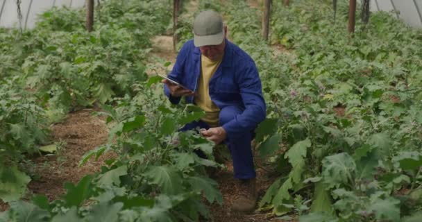 Pohled Vyzrálého Bělochovského Farmáře Organickém Statku Kontrolu Rostlin Používání Tabletového — Stock video