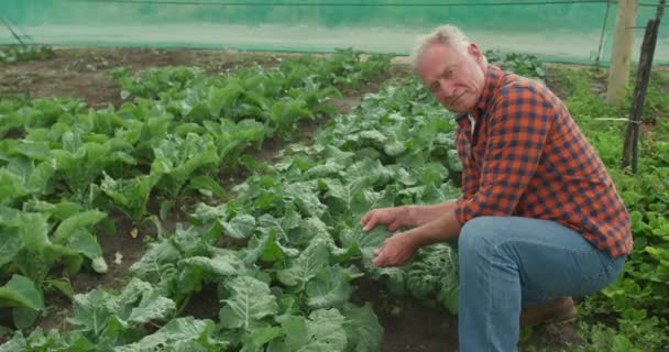 一个成熟的白人男性农民在有机农场的肖像 蹲着检查作物和微笑的相机 — 图库视频影像