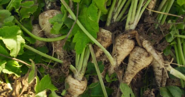 Primer Plano Chirivías Recién Sacadas Del Suelo Una Granja Ecológica — Vídeos de Stock