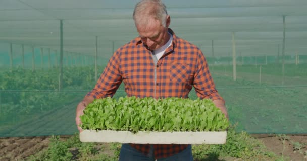 Portrait Mature Caucasian Male Farmer Organic Farm Holding Box Seedlings — Stock Video