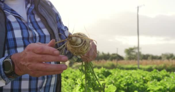 在有机农田中 一个成熟的白种男性农民侧视图特写 检查从地下拉出的香菜 — 图库视频影像