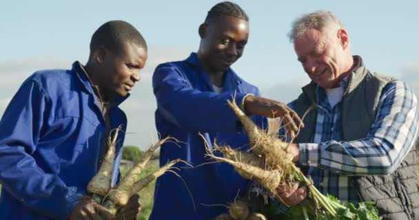 在有机农田里 一个成熟的白人男性农民和两个年轻的非洲裔美国男性农民 拿着一堆从地上拉出来说话的香菜 眼前的特写镜头 — 图库视频影像