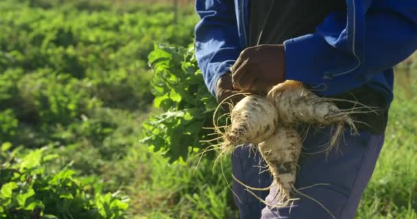 前视图中段一个年轻的非洲裔美国男性农民在有机农业领域 绑在一起的香菜拉出地面 — 图库视频影像