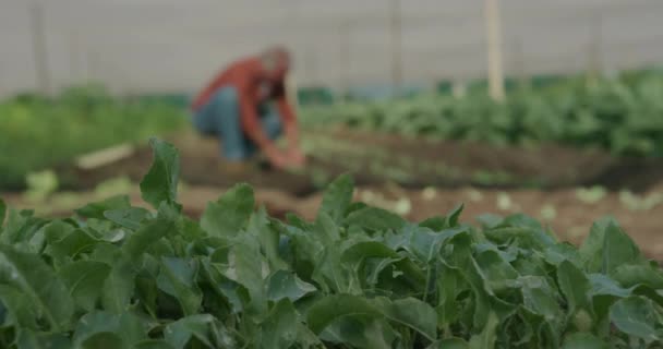 Vista Lateral Agricultor Masculino Caucasiano Maduro Uma Fazenda Orgânica Agachando — Vídeo de Stock