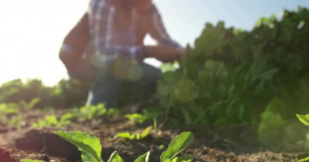 在有机农业田里 一个成熟的白种男性农民侧视图 从地上拉出香菜 — 图库视频影像